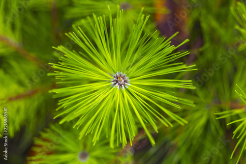 Close-Up of Fresh Green Pine Needles in a Radial Pattern