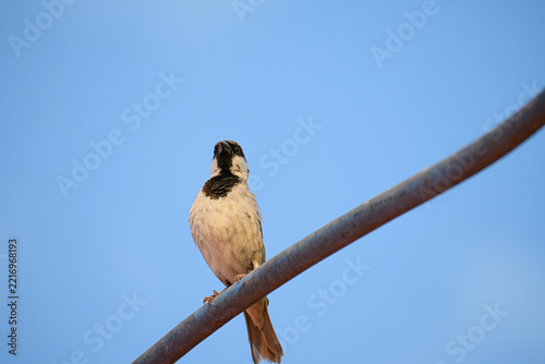 Wild Sparrow Perched on Wire Stock Photograph