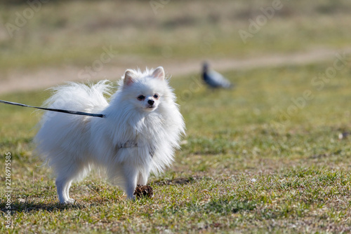White Pomeranian dog walking on leash in park