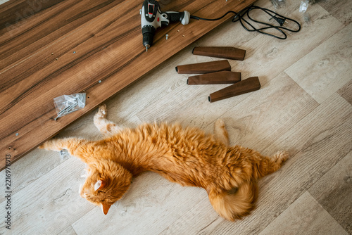 Ginger cat resting on the floor during furniture assembly, surrounded by wooden panels, screws, drill, and legs, highlighting the challenges and breaks involved in home improvement projects