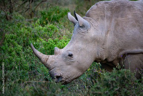 Close-up of a White Rhinoceros Standing Among Thorny Bushes in Lake Nakuru National Park, Kenya