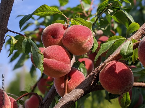 Ripe organic peaches hanging on a tree branch in the summer orchard