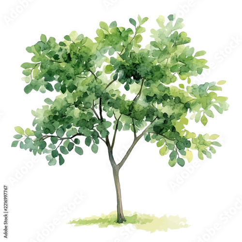 Moringa Tree, watercolor illustration isolated on white background