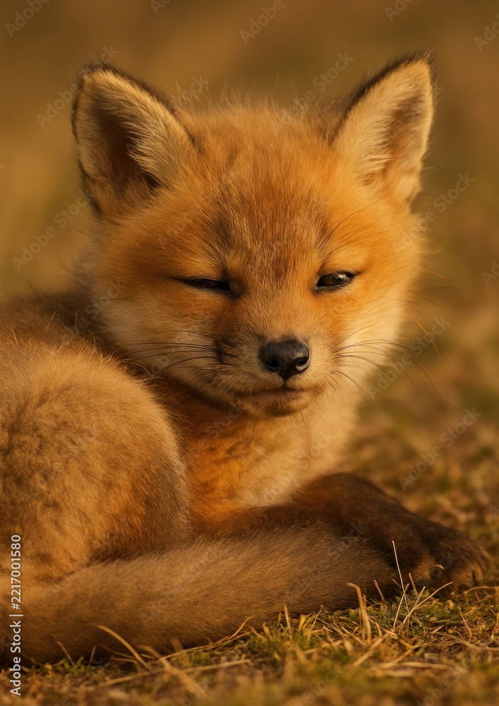 Fototapeta premium Adorable fox cub resting peacefully.