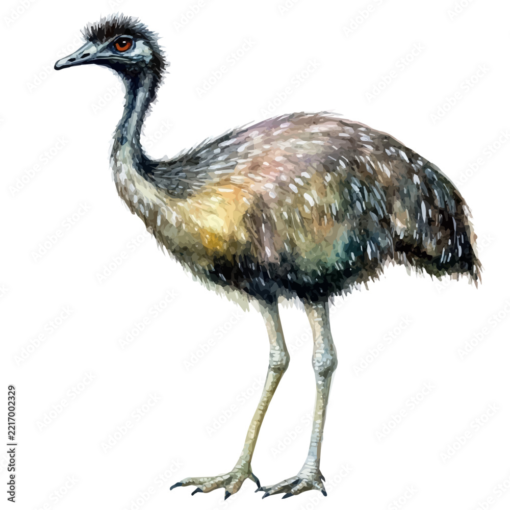 Fototapeta premium Watercolor illustration of Emu, isolated on white background