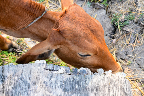 Close-Up of Brown Cow Grazing in Rural Pasture Stock Photograph