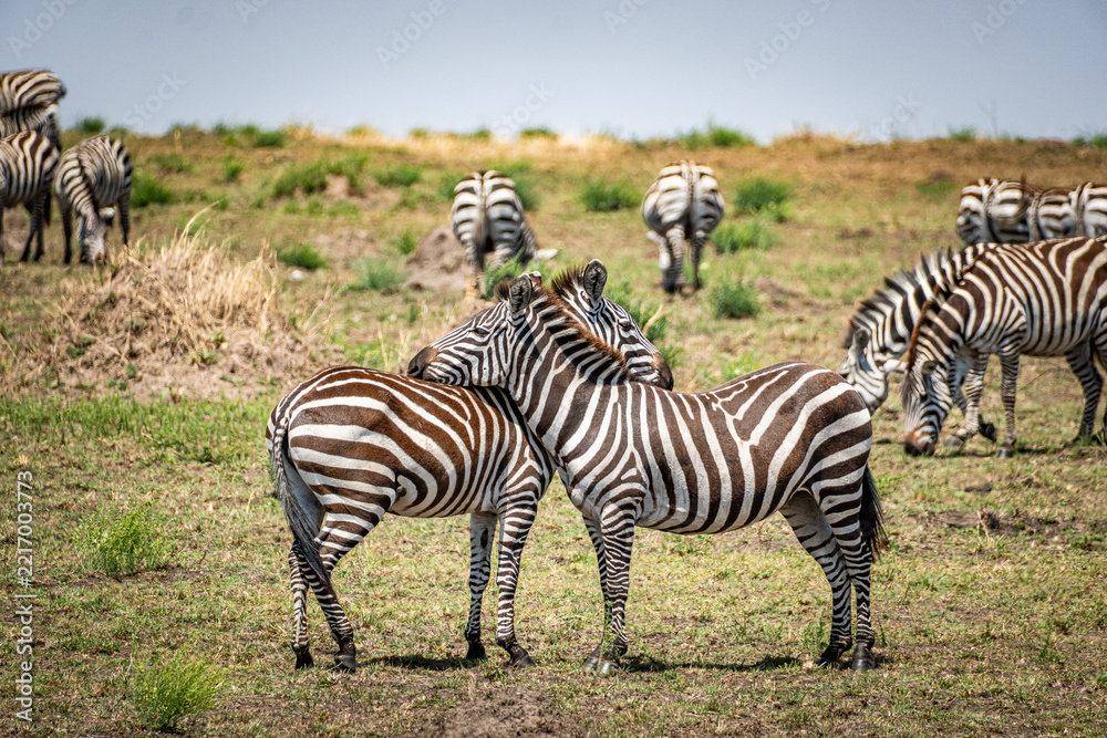 Obraz premium Two plains zebras standing close together in a herd in Maasai Mara savanna Kenya