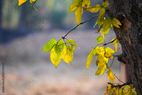 Vibrant Yellow and Green Autumn Leaves on Tree Branch Stock Photograph