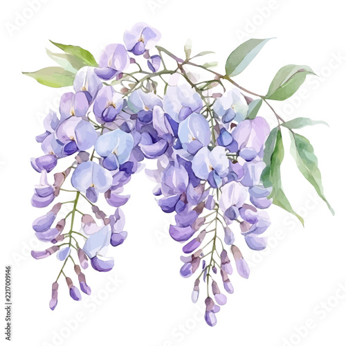 Wisteria Bouquet, realistic watercolor artwork on white background