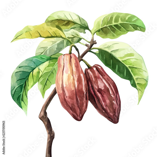 Cacao Tree, watercolor clipart isolated on white background