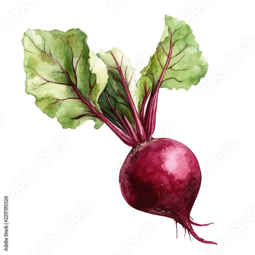 Beetroot, isolated watercolor element on white background