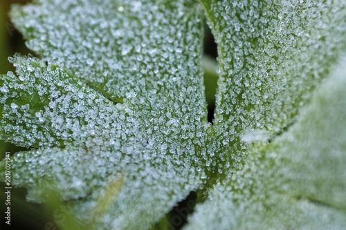 Cinquefoil with frozen thaw