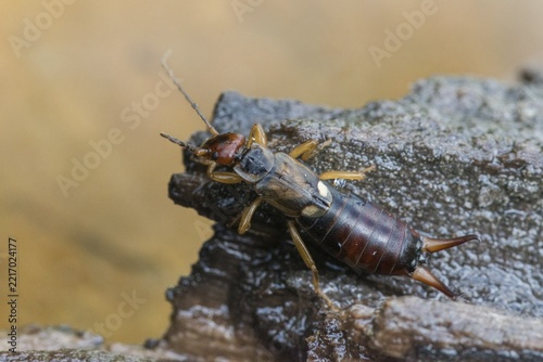 Dermaptera, earwigs, European earwig, forficula auricularia, common earwig, earworm, insects