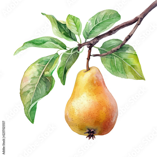 Local Pear On A Tree Branch, realistic watercolor illustration vector, isolated on a white background.