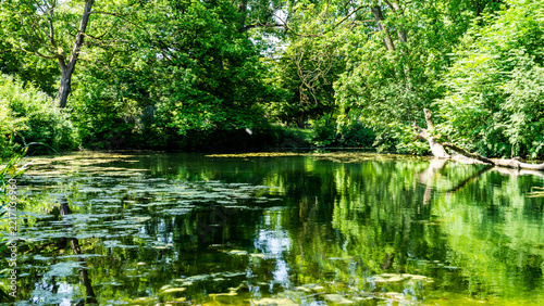 Sommerliche Idylle an einem Teich im Stadtpark von Ulm