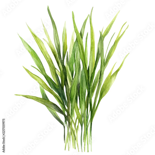 Detailed watercolor painting of Wheatgrass, isolated on white background
