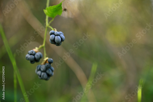 Rubus caesius European Dewberry Fruit Growing in Woodland