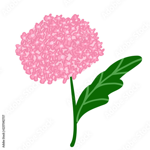 pink hydrangeas flower