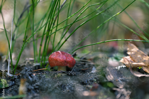 Russula emetica The Sickener Mushroom Growing on Forest Floor
