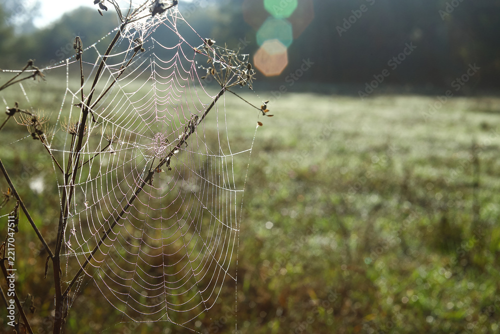 Naklejka premium Autumn spider web with drops of morning dew on plants, atmospheric landscape at sunrise. Macro photography.