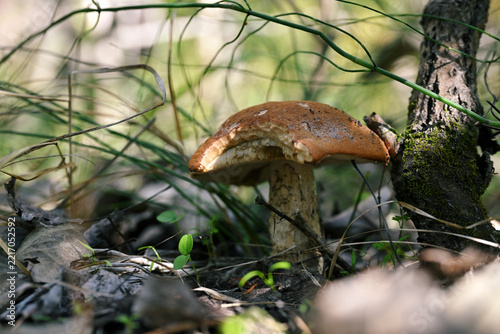 Leccinum aurantiacum Orange Bolete Mushroom Growing on Woodland Floor