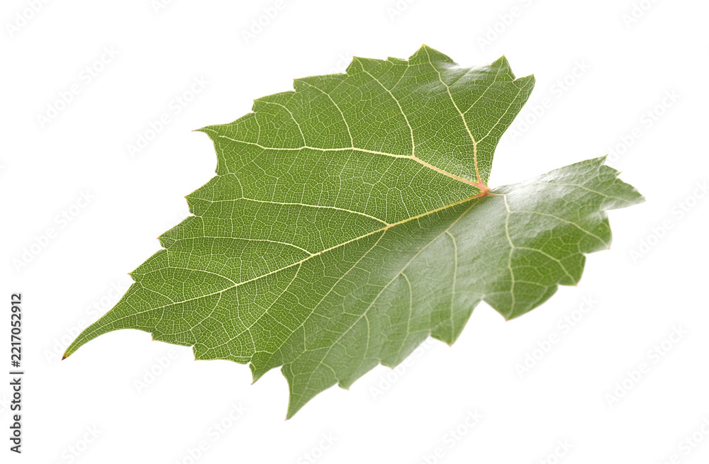 Fototapeta premium One green grape leaf isolated on white