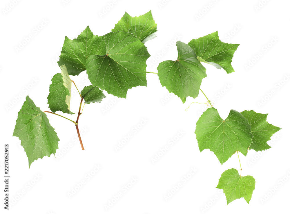 Fototapeta premium Grape branch with leaves isolated on white