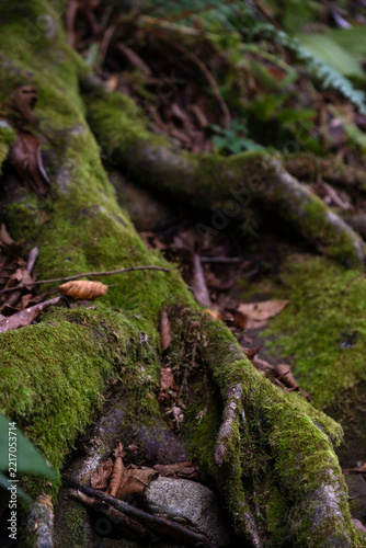 Large mossy tree roots spreading over rocks and fallen leaves on the forest floor