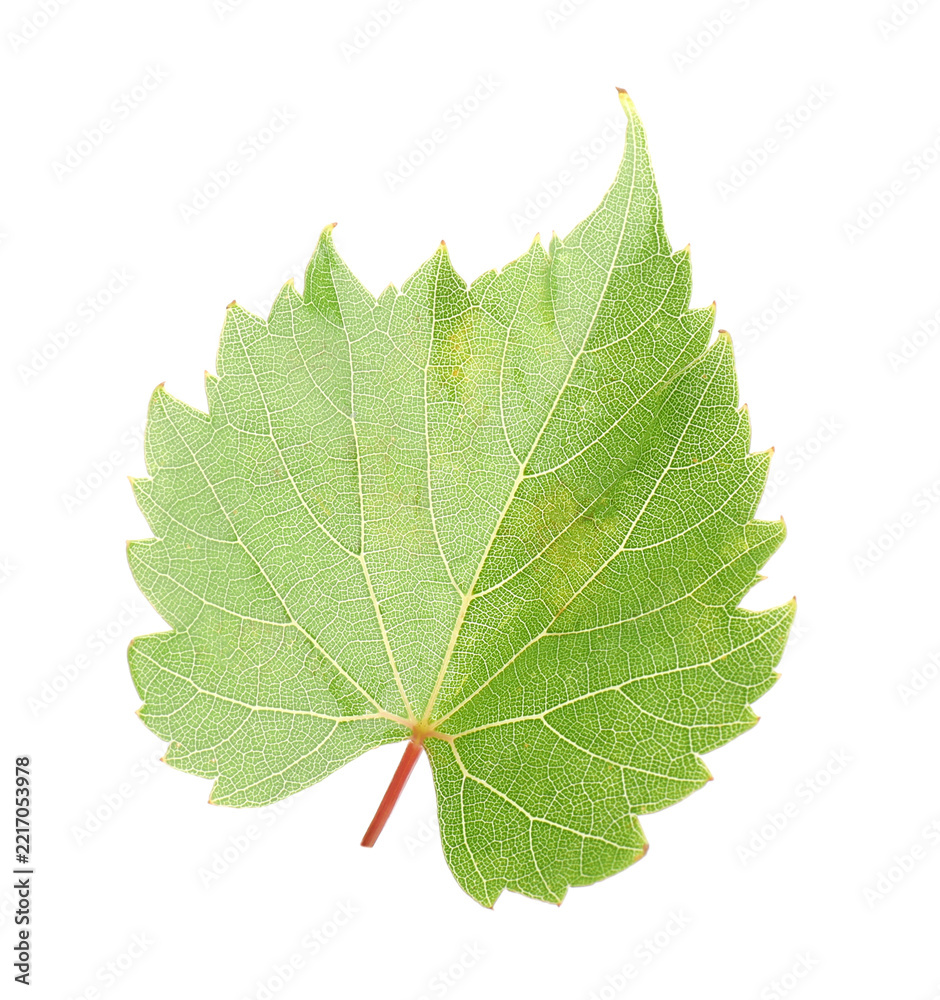 Fototapeta premium Fresh green grape leaf isolated on white