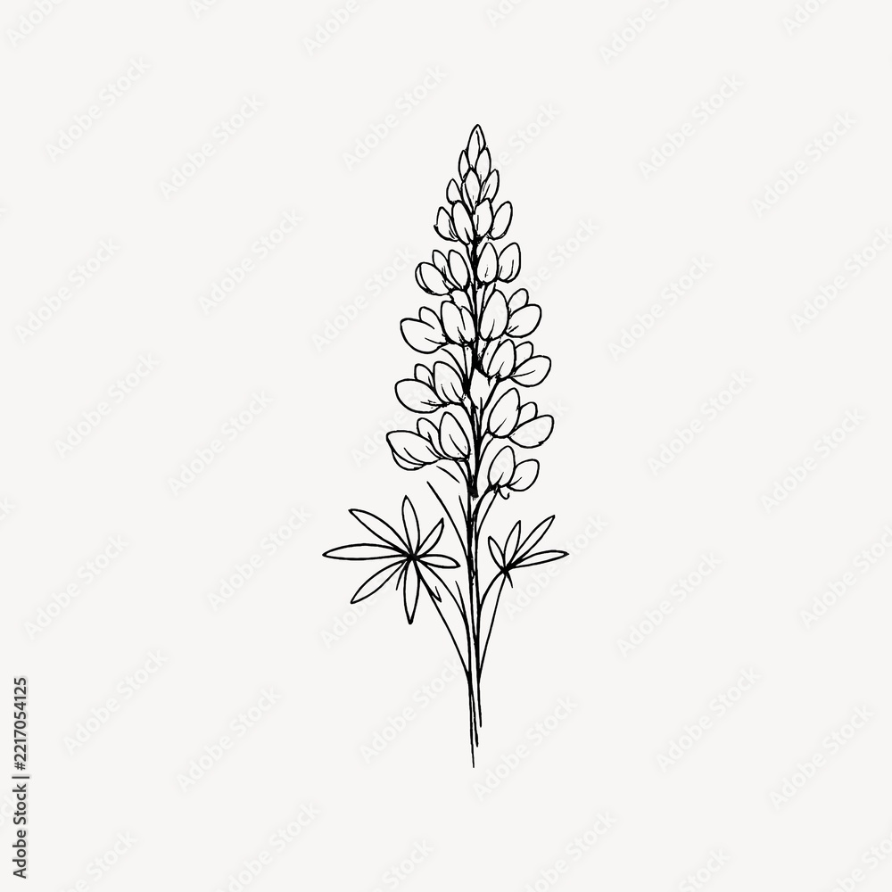 Fototapeta premium Simple black line drawing of a lupine flower on a white background.