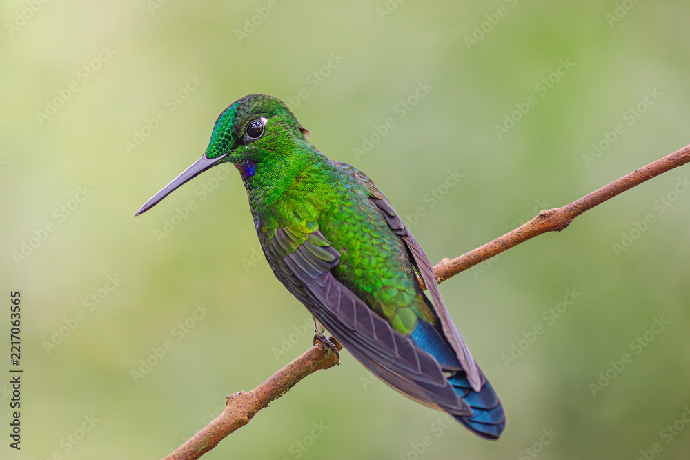 Fototapeta premium Detailed picture of the Green-crowned Brilliant hummingbird