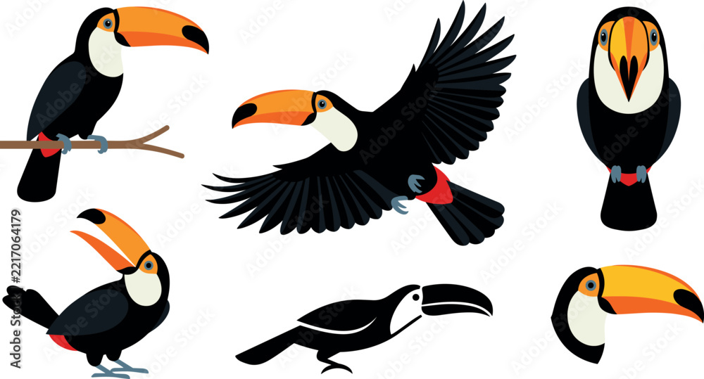 Fototapeta premium Tropical toucan bird vector set featuring exotic rain forest wildlife in flying sitting looking forward and profile poses isolated on white background