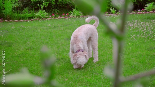 Pet dog sniffing grass backyard garden. Doodle exploring lawn through branches.