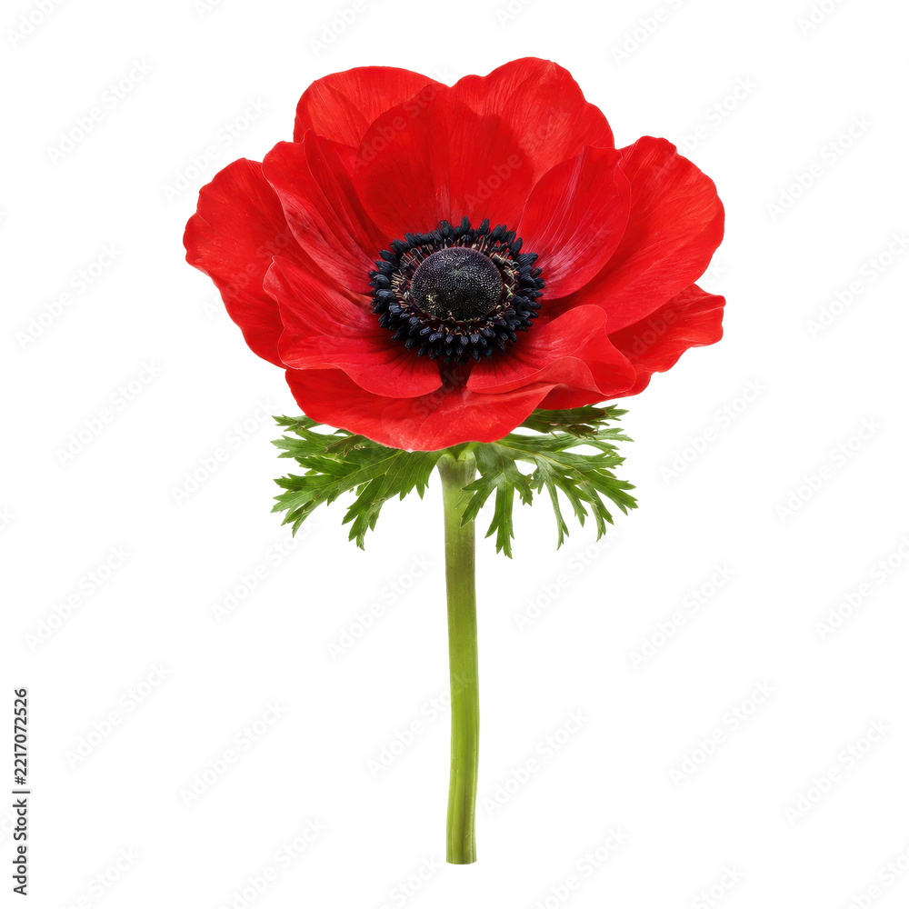Fototapeta premium Vibrant red anemone flower with a dark center and green stem stands elegantly against a clean white background