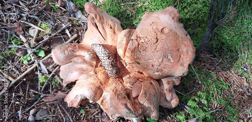 A large, pastel-colored, shapeless mushroom with a pine cone. Panorama.