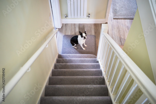 Boston terrier dog sitting at the bottom of stairs in a home. The stairs have a white banister and hand rail. The carpet is grey, the walls are light green.