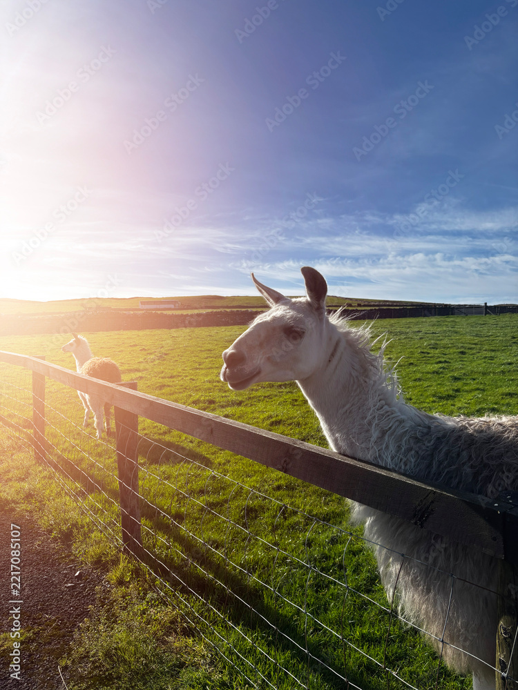 Fototapeta premium White alpaca stands in vibrant green pasture under clear blue sky. Animal looks directly at camera with calm, curious expression. Wooden fence edge visible in foreground. Ideal for agriculture,