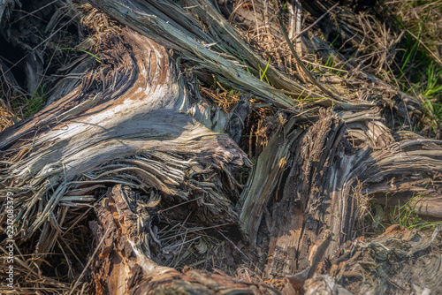Close-up of a pile of partially decomposed tree stumps in the sunlight. The photo was taken because of the distinctive texture found there.