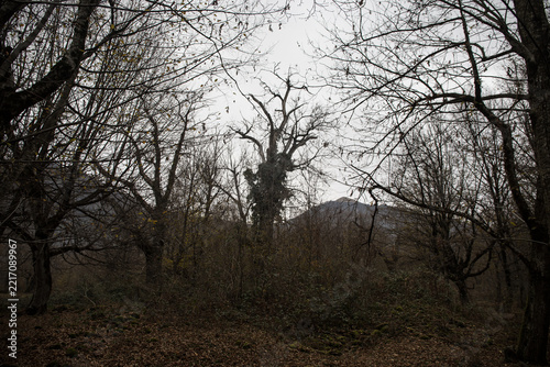 Landscape with beautiful fog in forest on hill or Trail through a mysterious winter forest with autumn leaves on the ground. Road through a winter forest. Magical atmosphere. Azerbaijan nature