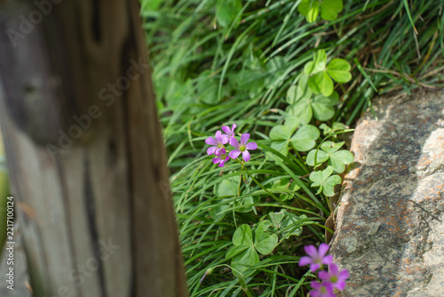 初夏の公園で可憐に咲くムラサキカタバミの花