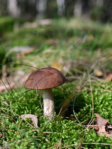 Birch bolete mushroom Leccinum scabrum growing in autumn forest ground