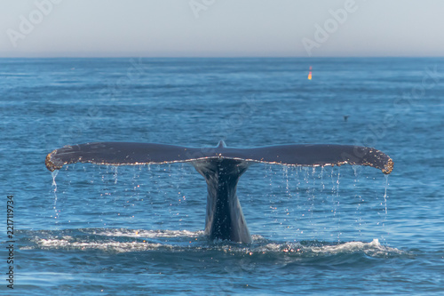 A humpback whale spotted off the coast of New England