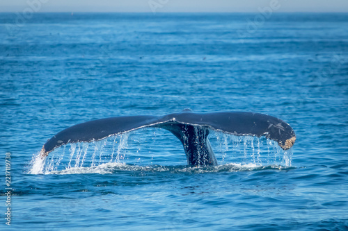 Water drips off a whales tale as the animal descends into the ocean depths.