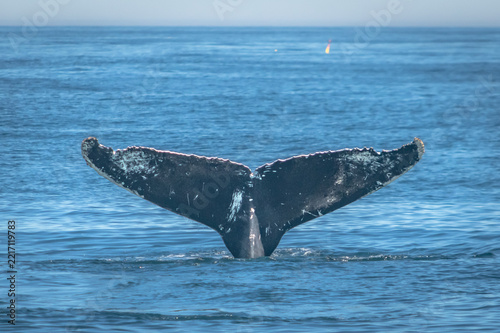 The tail of a diving humback whale