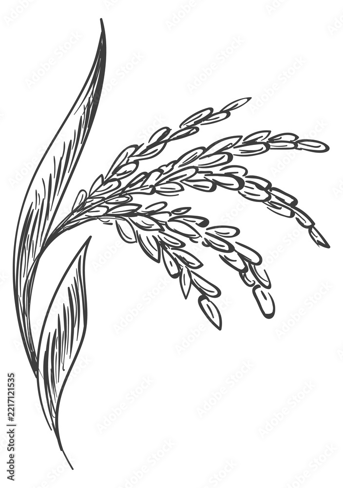 Fototapeta premium Rice crop engraving. Natural organic farm plant