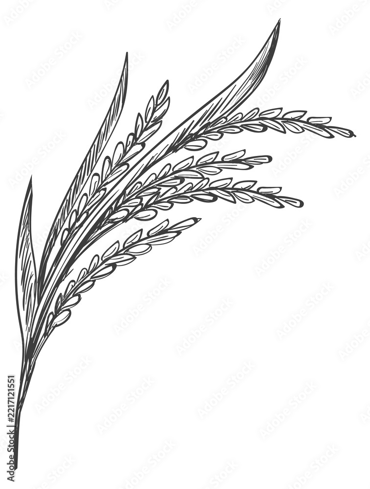 Fototapeta premium Rice plant hand drawn icon. Farm crop