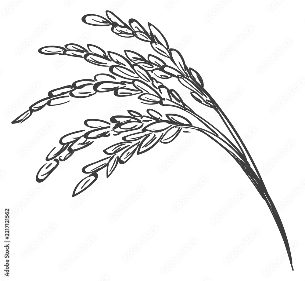 Fototapeta premium Raw rice branch drawing. Vintage crop engraving