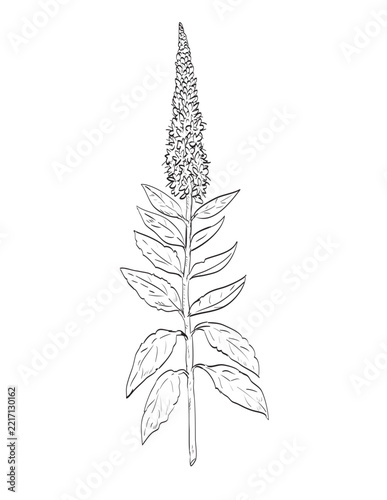 Drawing sketch style illustration of Veronica spicata or spiked speedwell in the family Plantaginaceae and a wild edible plant on isolated background done in black and white line art.