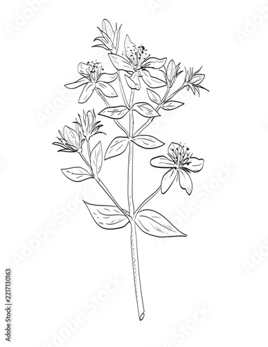 Drawing sketch style illustration of Perforate St. John's wort or Hypericum perforatum in the family Hypericaceae and a wild edible plant on isolated background done in black and white line art.