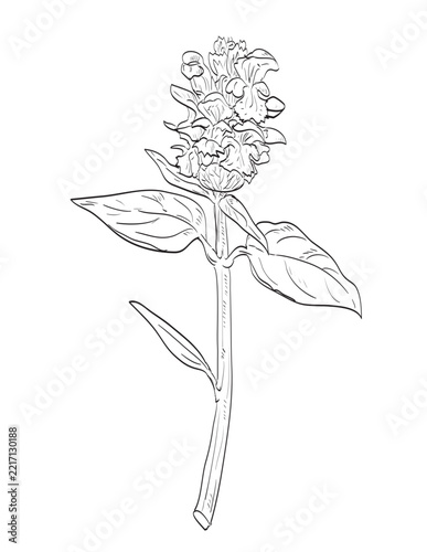 Drawing sketch style illustration of Prunella vulgaris or common self-heal in the mint family Lamiaceae and a wild edible plant on isolated background done in black and white line art.